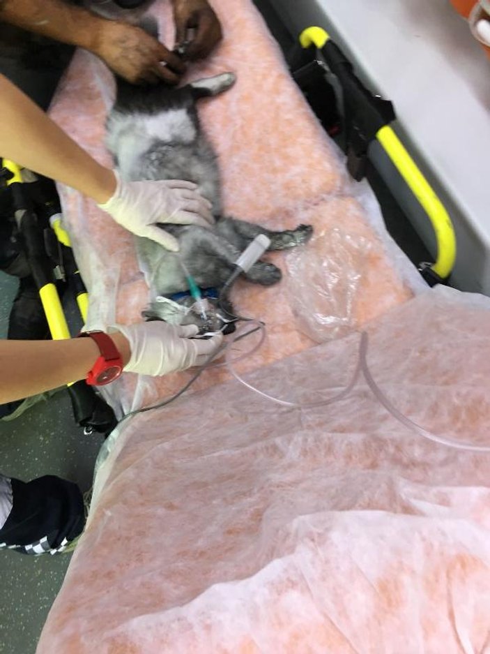 Alevlerin içinde kalan kedi kalp masajı hayata döndü