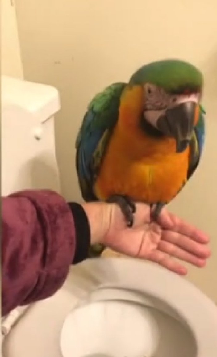 Tuvaletini klozete yapan papağanlar