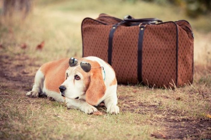 Evcil hayvanınız ile seyahat