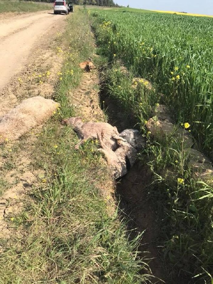 Çorlu'da köpekler fare zehriyle öldürüldü