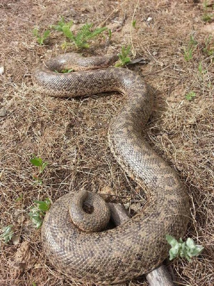Bitlis'te boa yılanı görüntülendi