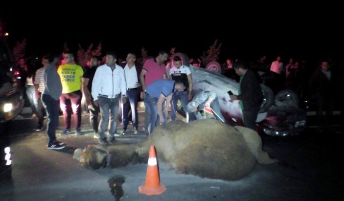 Aydın'da 2 araç deveye çarptı: 4 kişi yaralandı