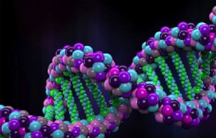 Keşfedilen yeni gen vücuttaki yağ oranını azaltıyor