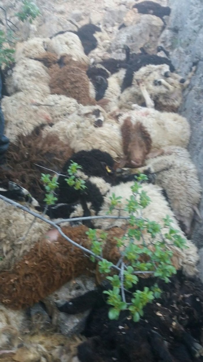 Tokat’ta 49 koyun birbirlerini ezerek telef oldu