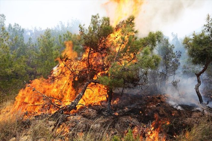 Hatay'da 100 hektarlık alanda yangın