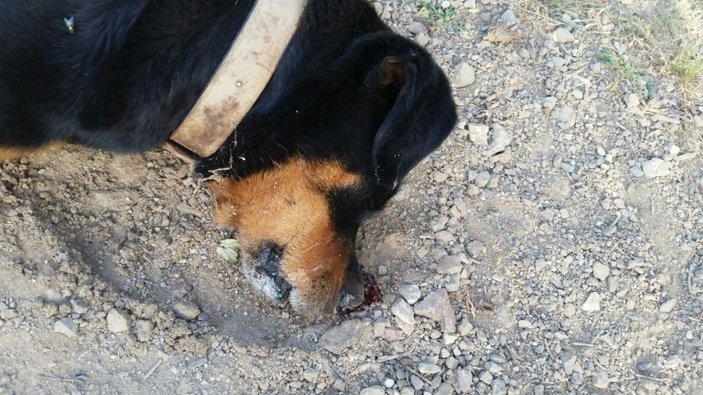 Marmaris'te köpekler zehirlenerek öldürüldü