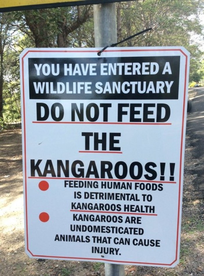 Avustralya kanguru parkı: Morisset Park