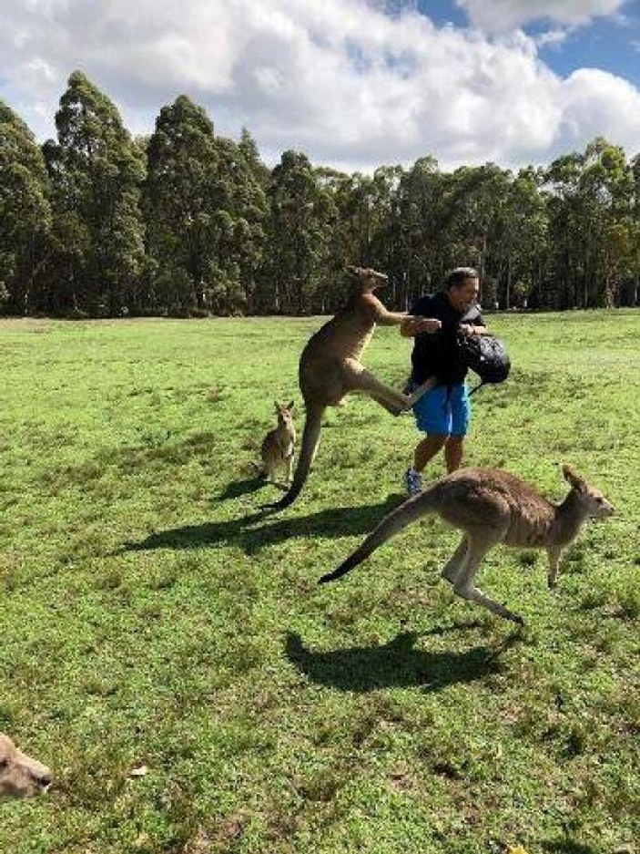 Avustralya kanguru parkı: Morisset Park
