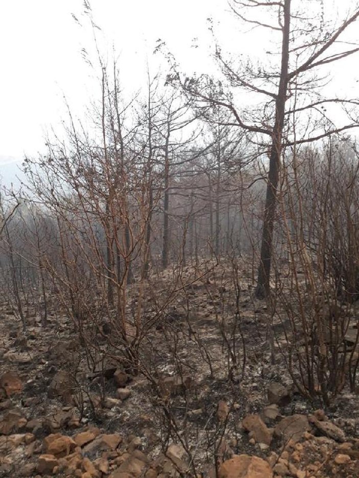 Amanos Dağları'nda 4 gündür süren yangın kontrol altına alındı