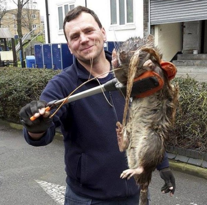 Londra'da 12 kiloluk fare yakalandı
