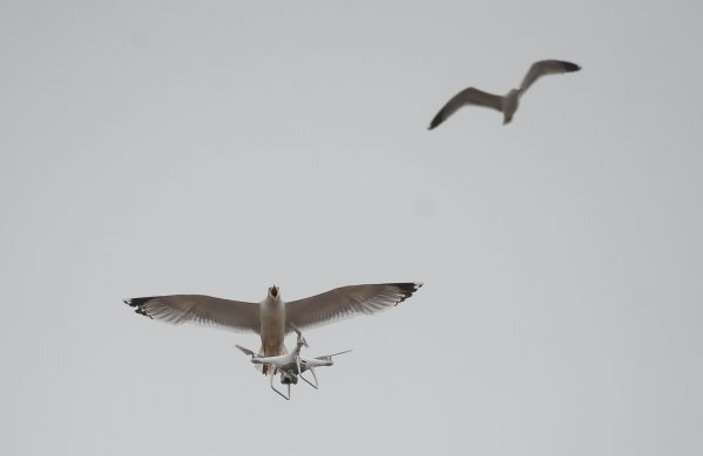 Drone'a saldıran martılar