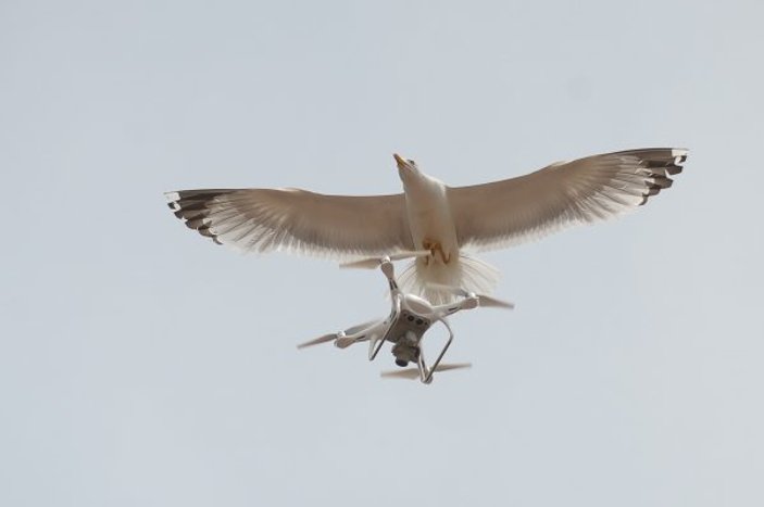 Drone'a saldıran martılar