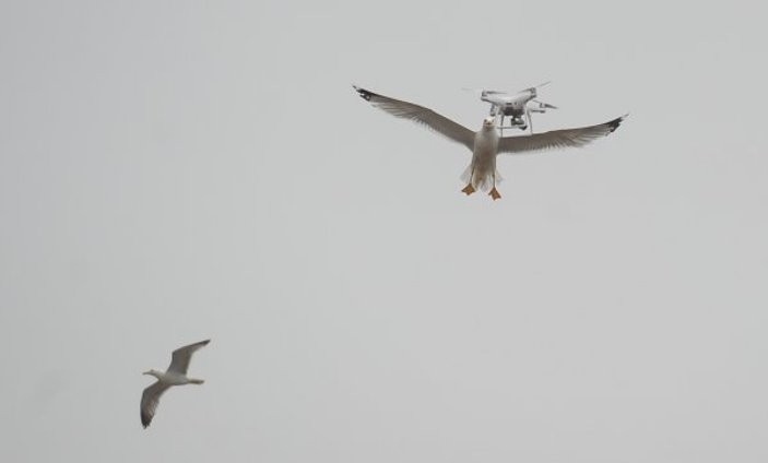 Drone'a saldıran martılar