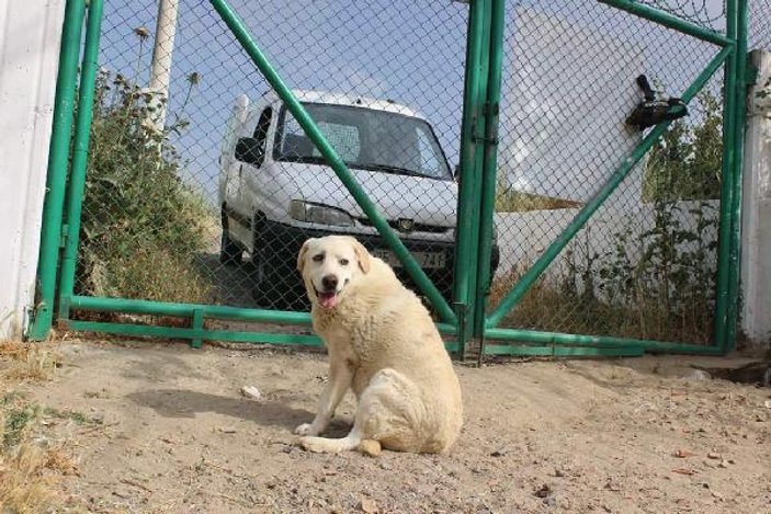 Yaşlı köpek her gün kendisini terk eden sahibini bekliyor