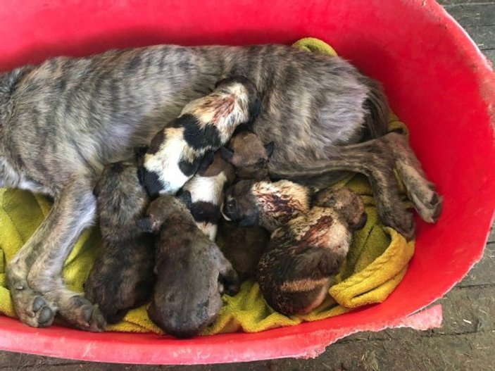İtfaiye erleri 7 yavru köpeği yanmaktan kurtardı