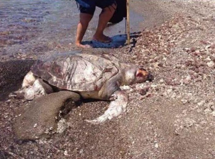 Ölü deniz kaplumbağasının midesinden oyuncak çıktı