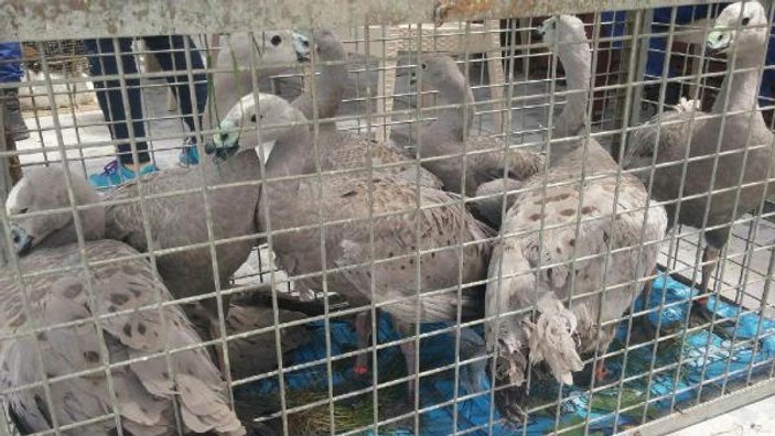 Edirne'de, yurda kaçak sokulan 82 hayvan ele geçirildi