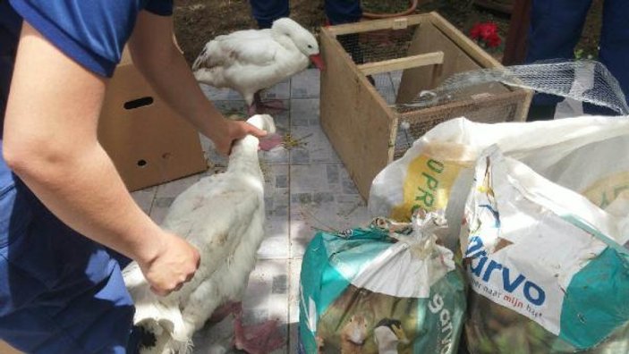 Edirne'de, yurda kaçak sokulan 82 hayvan ele geçirildi