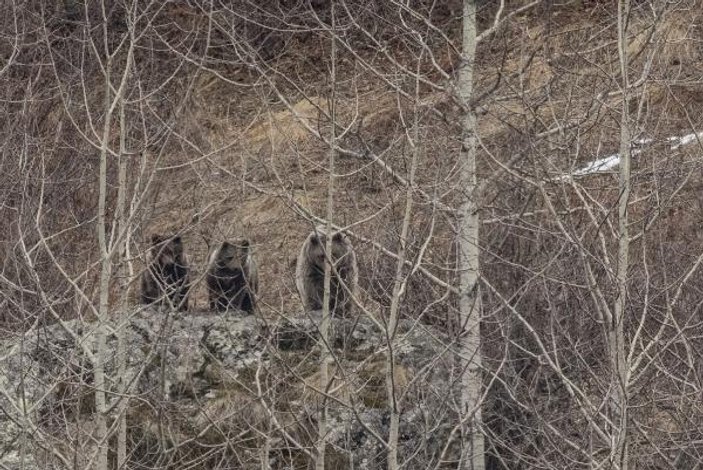 Doğu Karadeniz’deki artan ayı sayısı korkutuyor