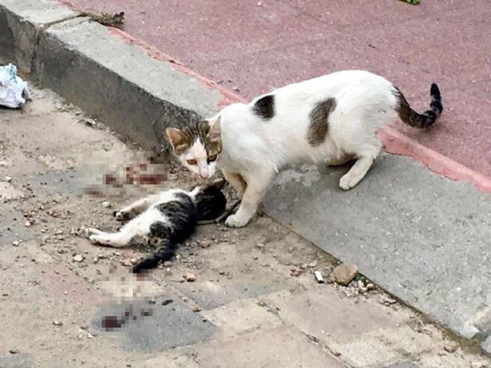 Anne kedi, ölen yavrusunun başından saatlerce ayrılmadı