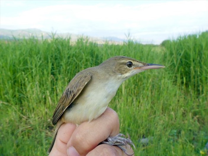 Türkiye'nin en yeni kuş türü Iğdır'da kayıt altına alındı