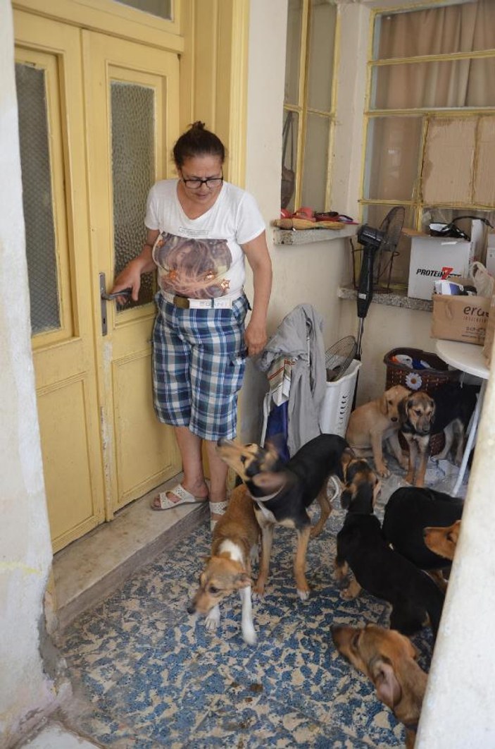 Evde 18 köpek besleyince komşuları tepki gösterdi