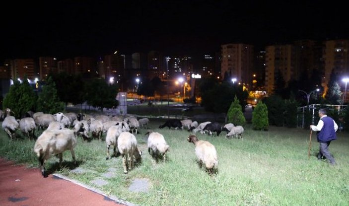 Adana'da kaybolan 110 koyun parktan çıktı
