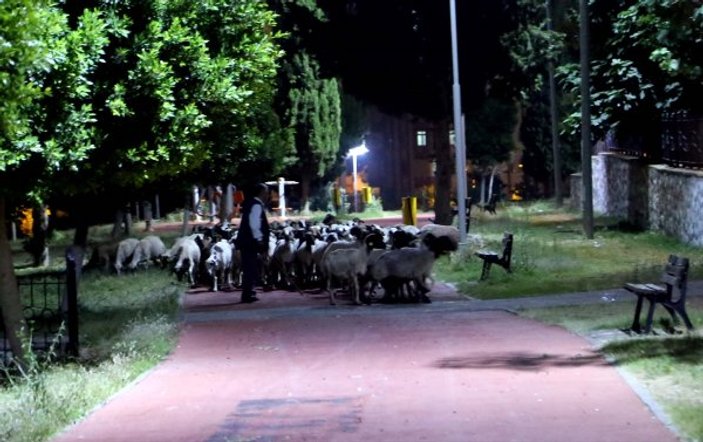 Adana'da kaybolan 110 koyun parktan çıktı