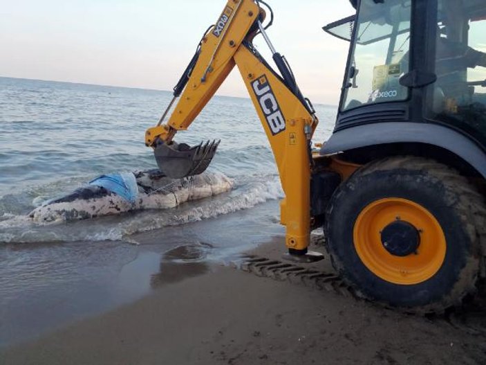 Antalya'da kıyıya balina ölüsü vurdu