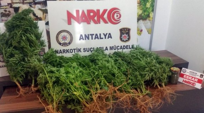 Antalya'da uyuşturucu operasyonu: 9 gözaltı