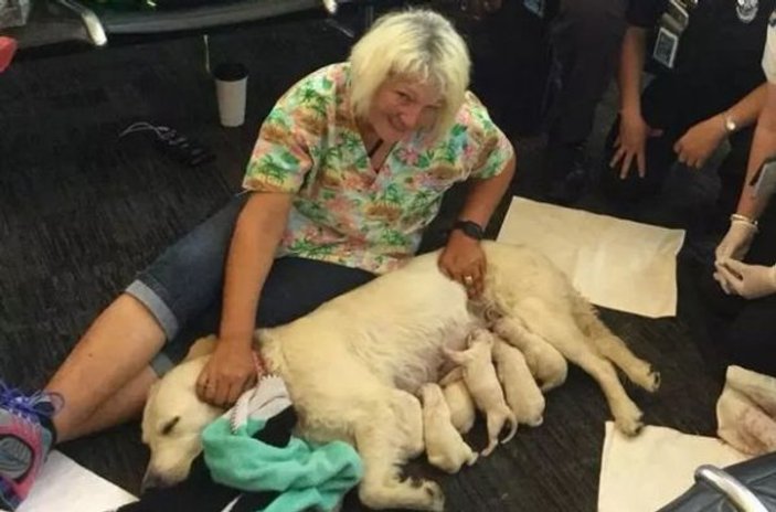 ABD havalimanında sürpriz: Köpek sekiz yavru doğurdu