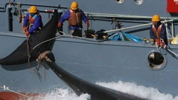 Antarktika'da 122'si hamile 333 balina öldürüldü