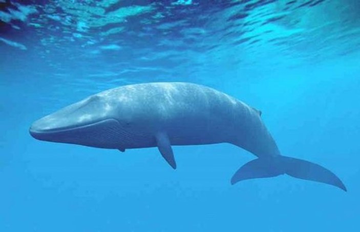 Antarktika'da 122'si hamile 333 balina öldürüldü