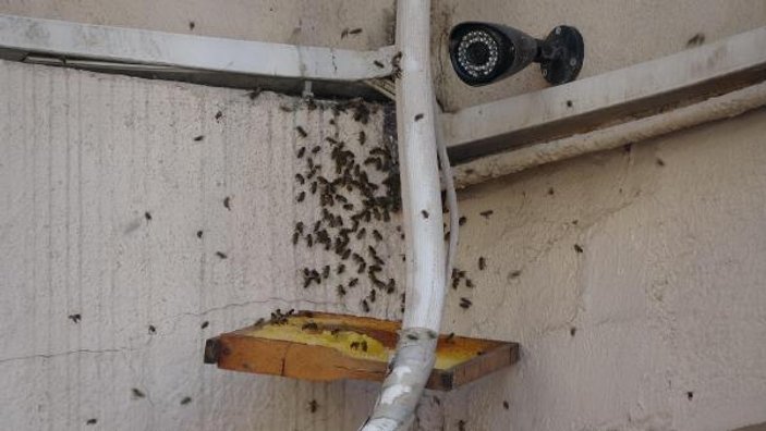 Hastaneye yuva yapan arılar
