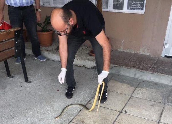 Kastamonu'da sokaklarda görülen yılanlar tedirgin ediyor