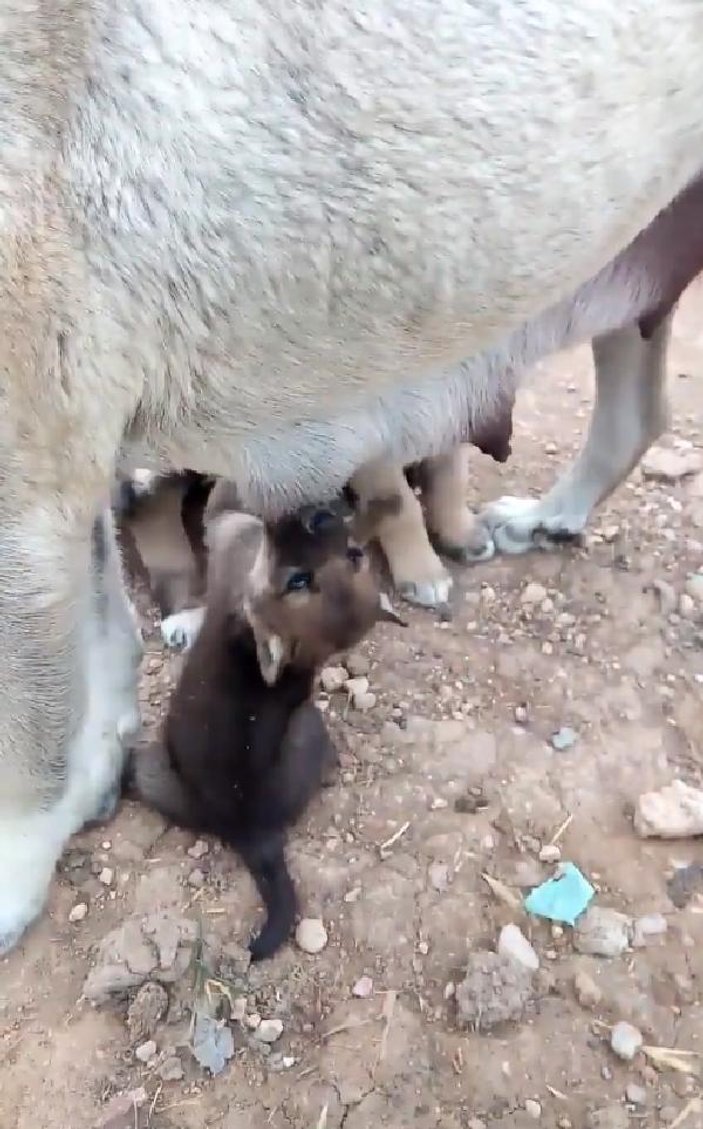 Kangal köpeği, yavru kurtları emzirdi