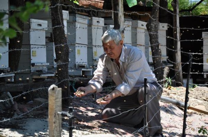 Bahçe ilaçlandı, binlerce arı telef oldu