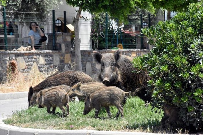 Muğla'da domuz sürüsü ilçe merkezine indi