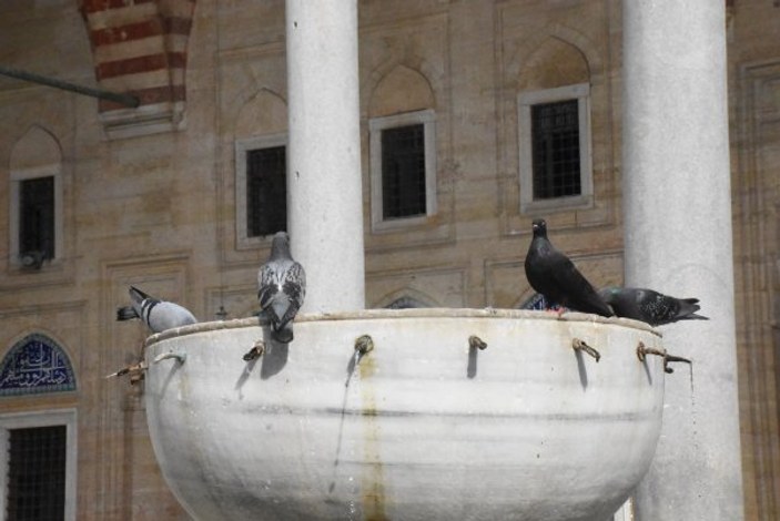 Tarihi camilerdeki 'kuş konmazlar' kaldırıldı