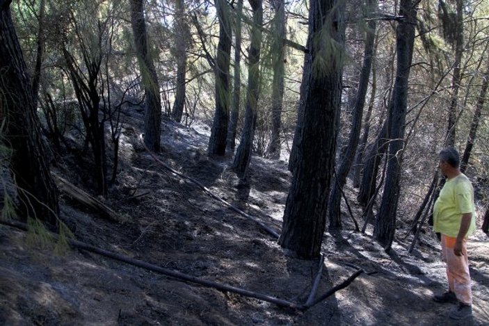 Muğla'da 2 hektar alan yandı