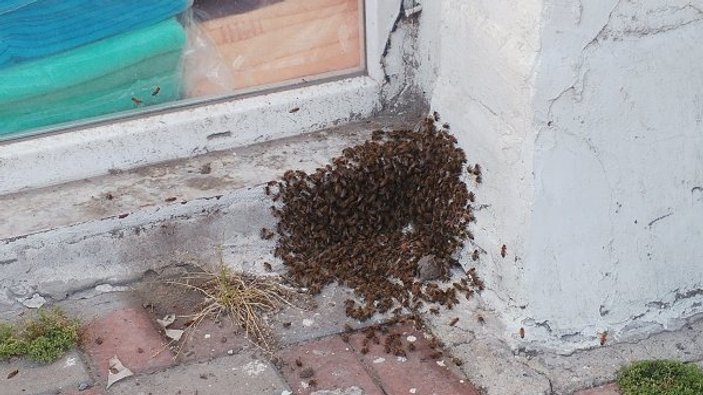 Bağcılar’da arı istilası