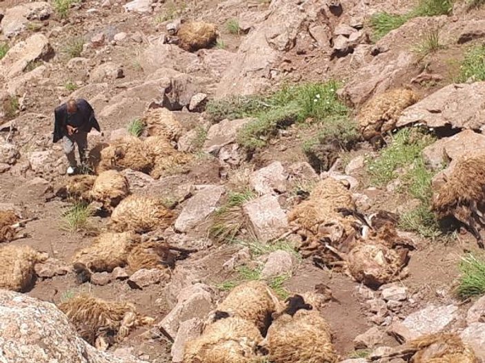 Van'da 500 koyun intihar etti
