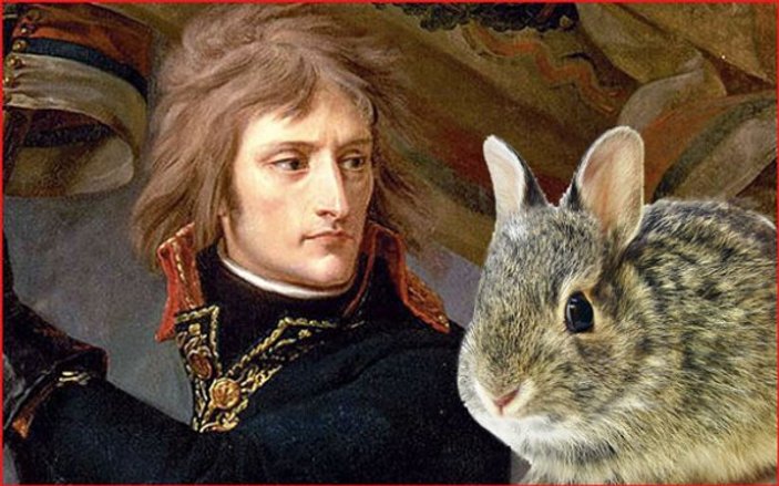 Napolyon’un tavşanlarla imtihanı