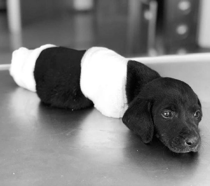 Bacakları kesilen yavru köpek öldü
