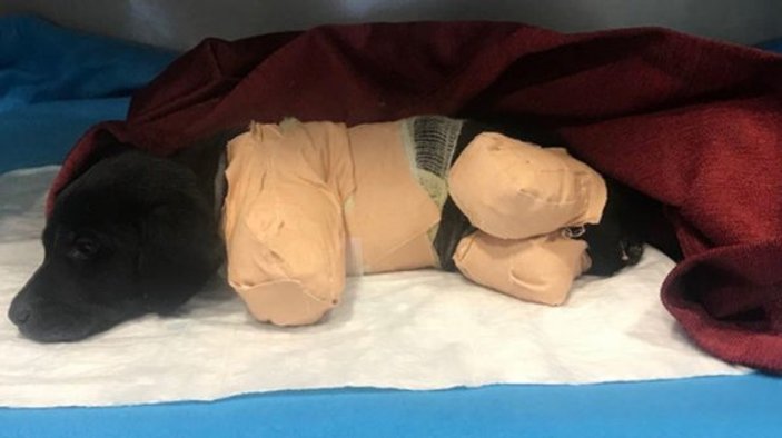 Bacakları kesilen yavru köpek öldü