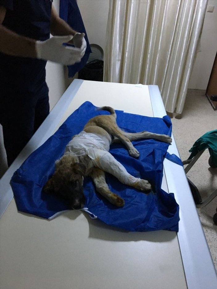 Polis, yaralı köpeği kurtardı