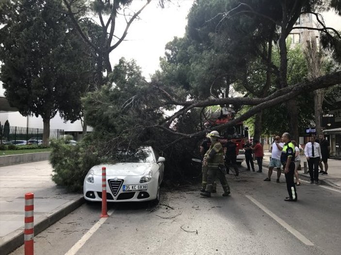 İzmir'de asırlık ağaç, otomobillerin üzerine devrildi