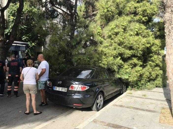 İzmir'de asırlık ağaç, otomobillerin üzerine devrildi