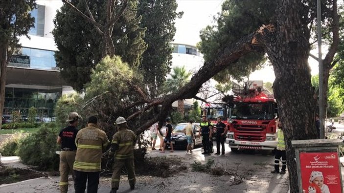 İzmir'de asırlık ağaç, otomobillerin üzerine devrildi