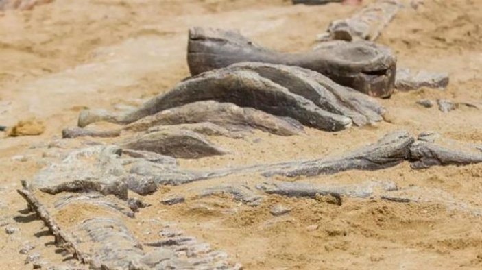 Meksika'da yeni bir dinozor fosili bulundu